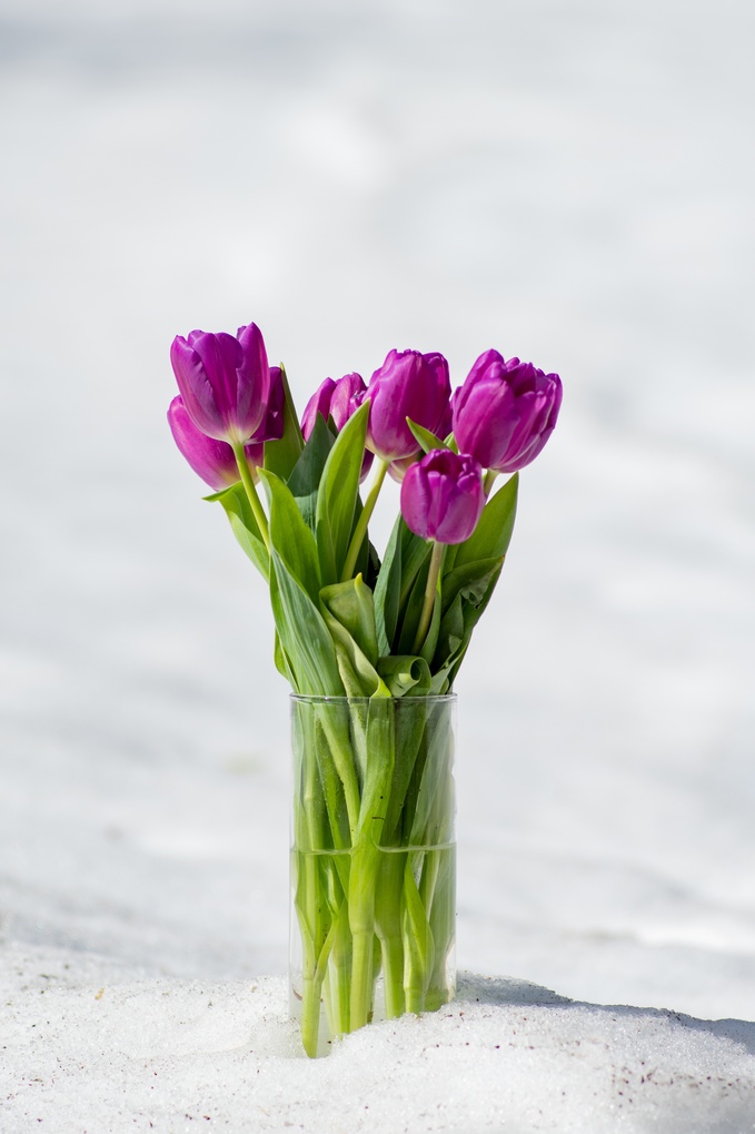 tulppaani lila lumi tulppaanit